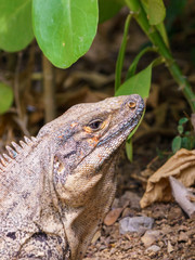 Black Spiny Tailed Iguana (Ctenosaura similis), taken in Costa Rica