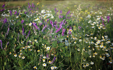 łąka, kwiaty polne, field flowers © Martyna