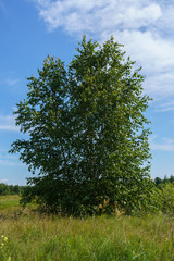 Fototapeta premium Birch in a green meadow on a summer day