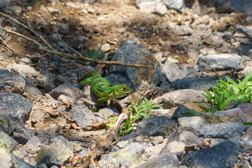 Green Iguana (Iguana iguana) in Costa Rica
