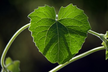 HOJA CON FORMA DE CORAZON