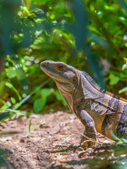 Black Spiny Tailed Iguana (Ctenosaura similis), taken in Costa Rica