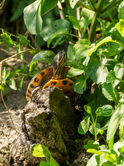 A naturalised Terrapin (Malaclemys terrapin) turtle in a river near Twickenham, UK.