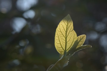 HOJA DE ENREDEDARA