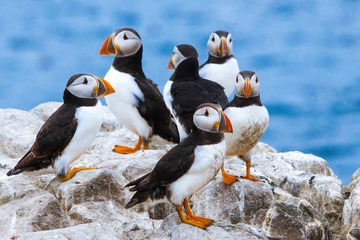 A group of puffins on a rock