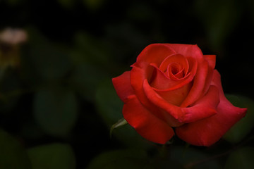 ROSA FRAGANTE ATARDECER