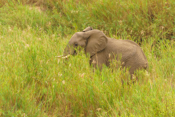 Naklejka na ściany i meble African Elephant (Loxodonta africana)