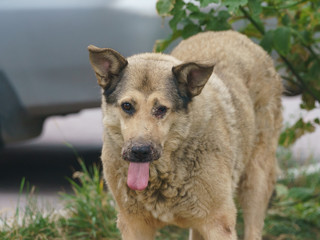Portrait of a stray dog on the city street. The social problem of homeless animals and bullying. The dog is injured, his eye is damaged, she breathes heavily and sticks out her tongue.