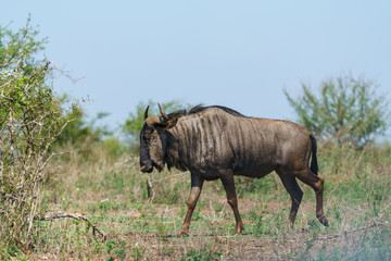 Fototapeta premium Blue wildebeest (Connochaetes taurinus) in South Africa