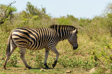 Zebra (Equus quagga), taken in South Africa