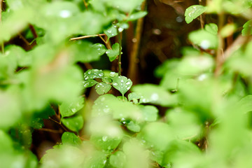 Nature,forest, flowers, greenery, summer, wooden house.