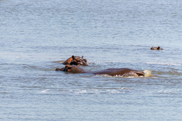 Hippopotamus (Hippopotamus amphibius) in South Africa