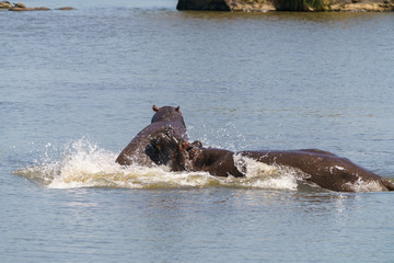 Fototapeta premium Hippopotamus (Hippopotamus amphibius) fighting in South Africa