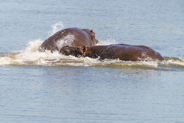 Hippopotamus (Hippopotamus amphibius) fighting in South Africa
