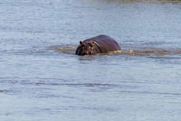 Hippopotamus (Hippopotamus amphibius) in South Africa