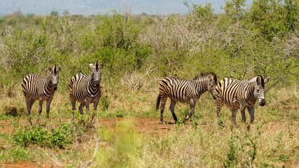 Fototapeta na wymiar Zebra (Equus quagga), taken in South Africa