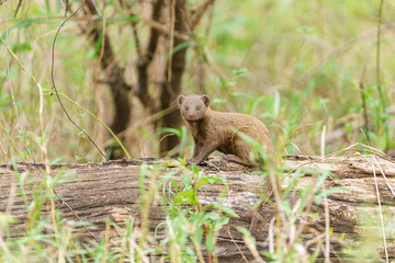 Dwarf Mongoose (Helogale parvula)