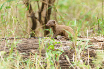 Dwarf Mongoose (Helogale parvula)