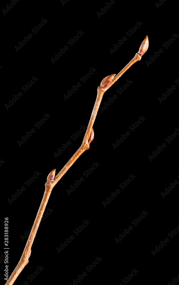 Canvas Prints Buds on tree twig