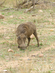 Warthog (Phacochoerus africanus), taken in South Africa
