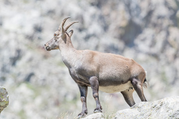 chamois dans le Mercantour