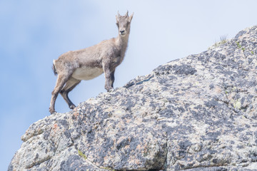 chamois dans le Mercantour