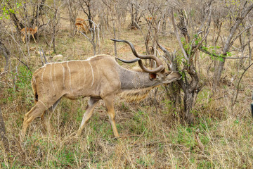 Greater kudu (Tragelaphus strepsiceros)