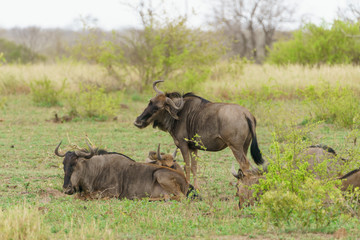 Blue wildebeest (Connochaetes taurinus) in South Africa