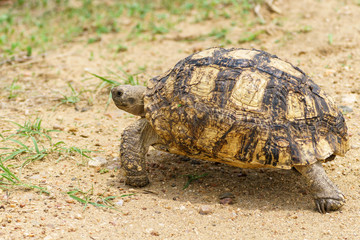 Leopard Tortoise (Stigmochelys pardalis)