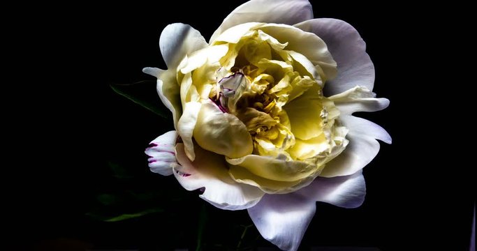 Time lapse of blooming white peony