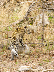Fototapeta na wymiar Leopard (Panthera pardus) taken in Kruger Park, South Africa