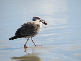 Seagull