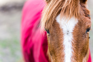 A close up of a brown horse with a white stripe on its face. It is looking straight in to the camera and is also wearing a red coat