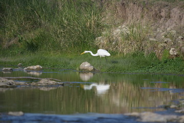 GARZA EN EL ARROYO