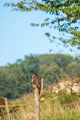 Buzzard on a fence post