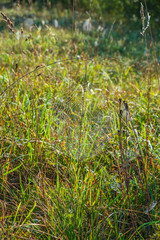 Cobweb in the grass one morning with dew