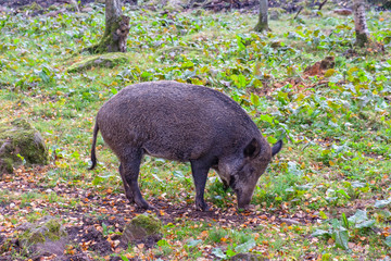 Wild boar in a  forest