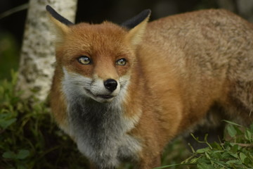 portrait of red fox