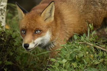 portrait of red fox