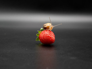 baby snail on top of a yummy strawberry isolated on black background