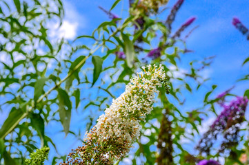 Blossoms of summer lilac (Buddleja) against a blue sky.