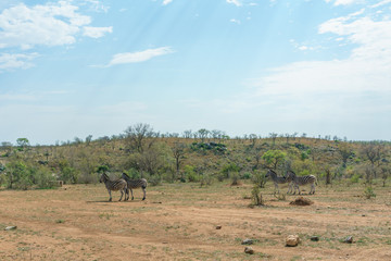 Fototapeta na wymiar Zebra (Equus quagga), taken in South Africa