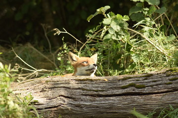 Red fox behind a log