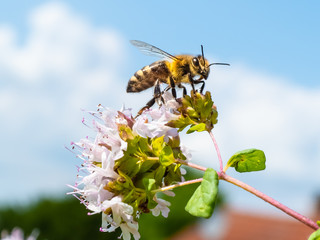 The bee on the flower