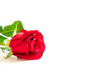 A single red rose on white background