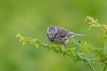 The Meadow Pipit is a common nesting bird of moorland, heathland and rough grassland