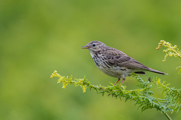 The Meadow Pipit a common nesting bird of moorland, heathlandsitting on a fern