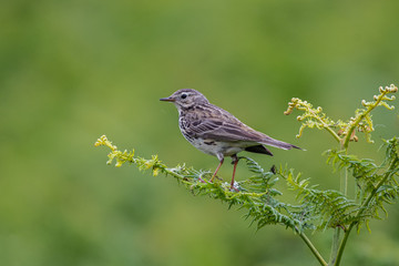 meadow pipit  a small passerine bird perched  on a fern  on the heath moorland in Wales UK
