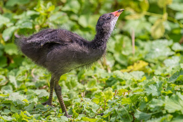 Juvenile Moorhen Gallinula chloropus on the banks of a lake foraging