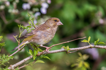 European greenfinch (Chloris chloris) or eurasian greenfinch  a songbird perched on a tree branch